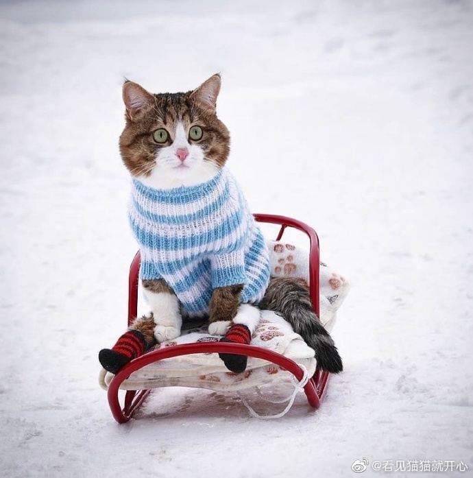 猫图片|宠物猫|猫咪|