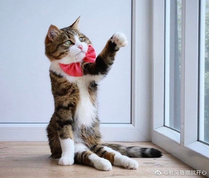 猫图片|宠物猫|猫咪|