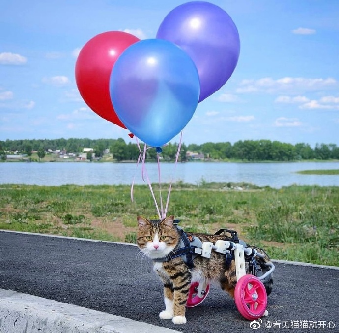 猫图片|宠物猫|猫咪|