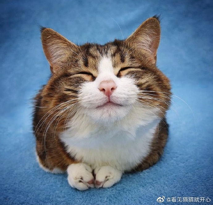 猫图片|宠物猫|猫咪|