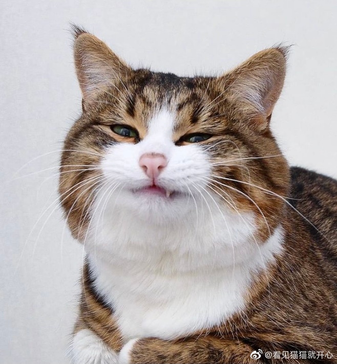 猫图片|宠物猫|猫咪|