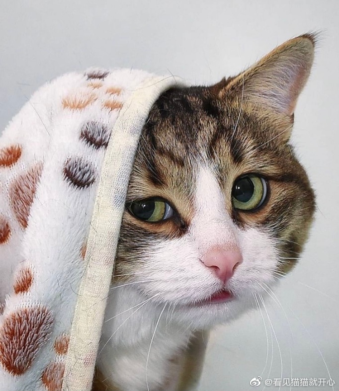 猫图片|宠物猫|猫咪|