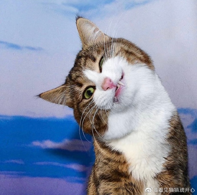 猫图片|宠物猫|猫咪|