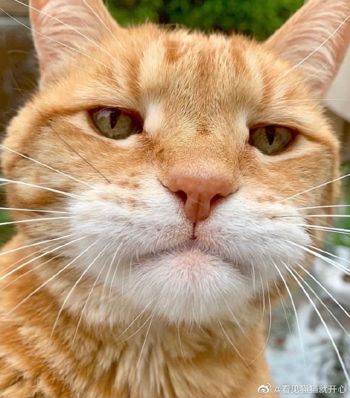 猫图片|宠物猫|猫咪|