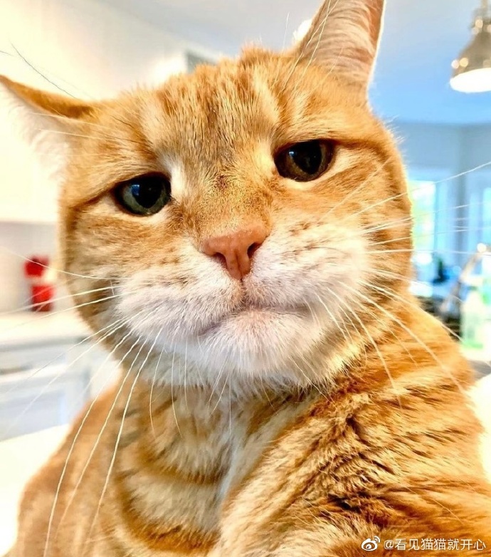 猫图片|宠物猫|猫咪|