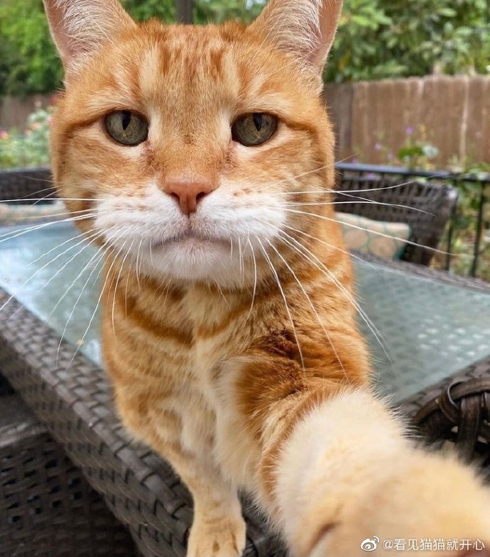 猫图片|宠物猫|猫咪|