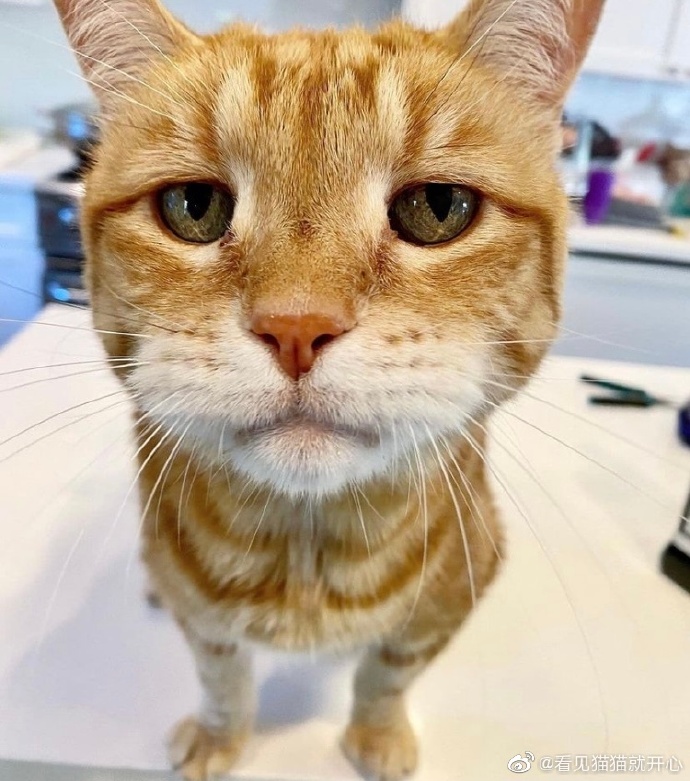 猫图片|宠物猫|猫咪|