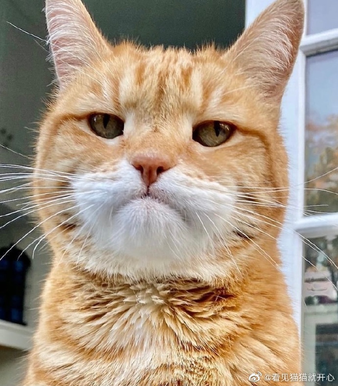 猫图片|宠物猫|猫咪|