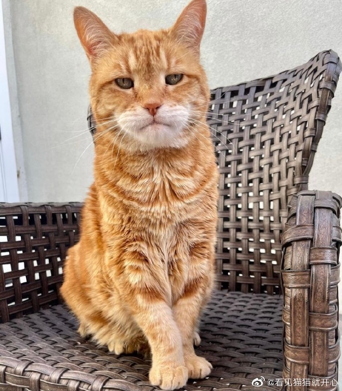 猫图片|宠物猫|猫咪|