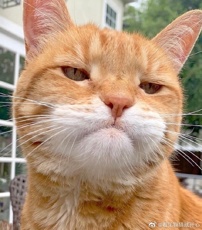 猫图片|宠物猫|猫咪|