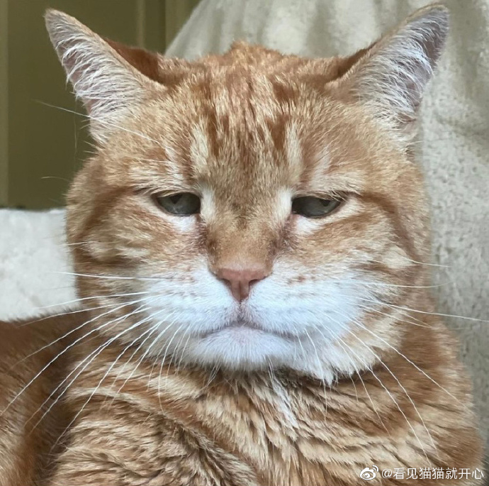 猫图片|宠物猫|猫咪|