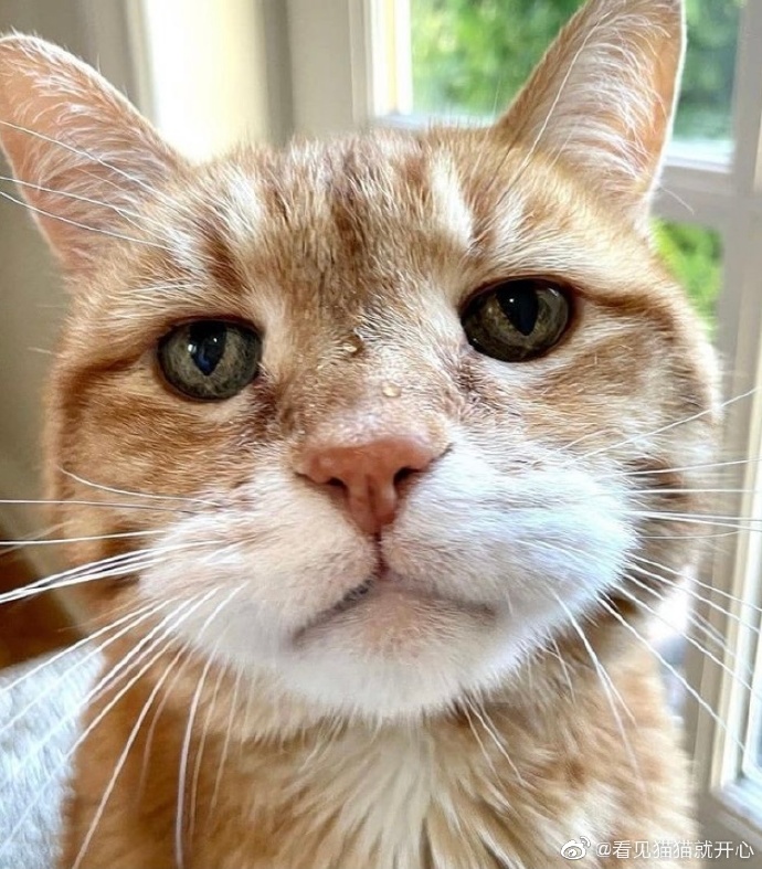 猫图片|宠物猫|猫咪|