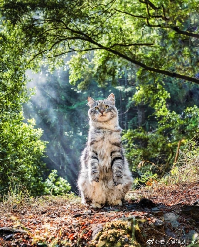 猫图片|宠物猫|猫咪|