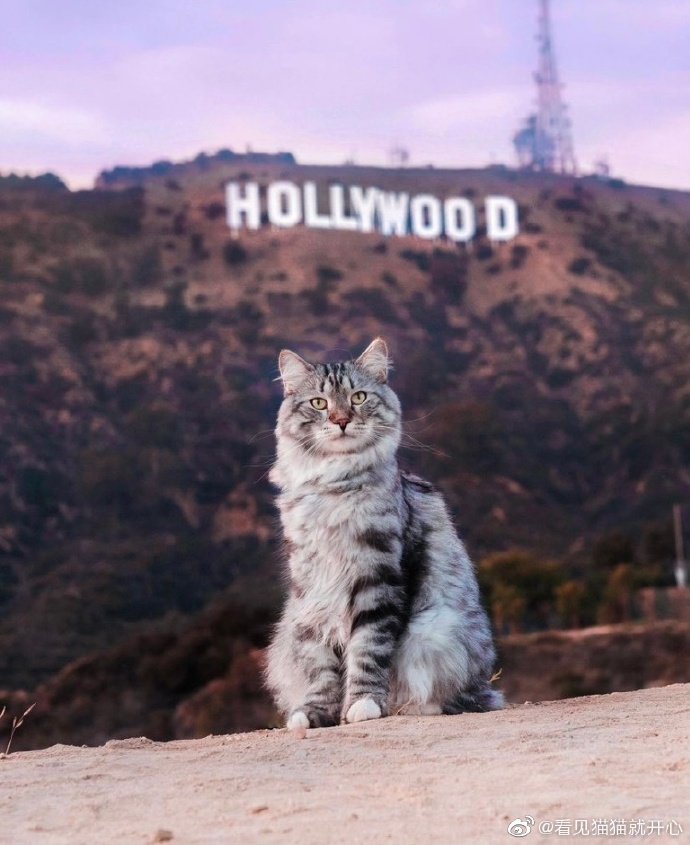 猫图片|宠物猫|猫咪|