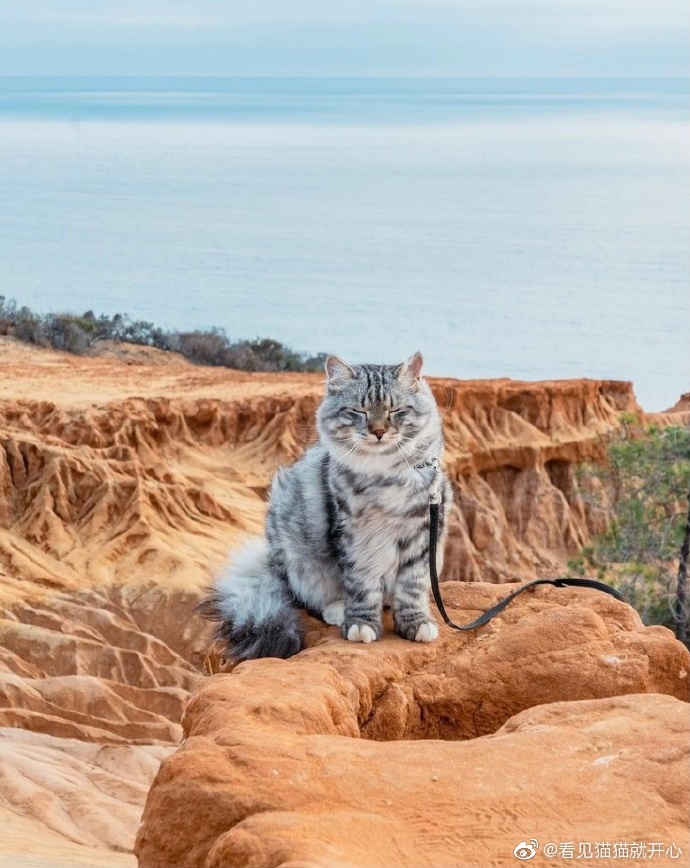 猫图片|宠物猫|猫咪|