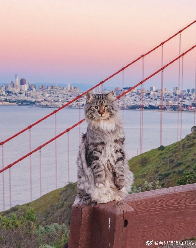 猫图片|宠物猫|猫咪|