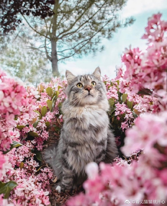 猫图片|宠物猫|猫咪|