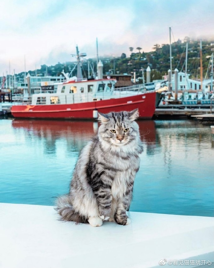 猫图片|宠物猫|猫咪|