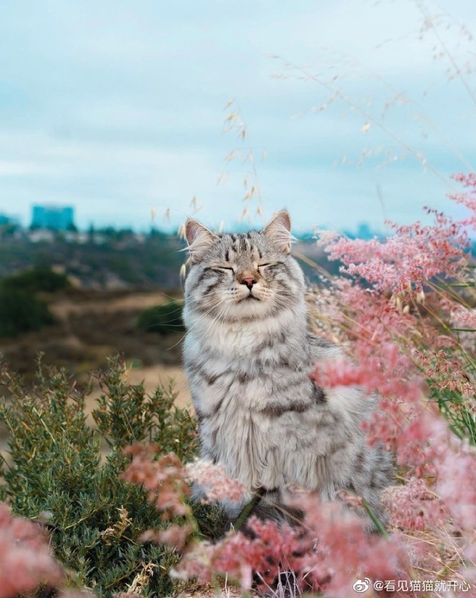 猫图片|宠物猫|猫咪|