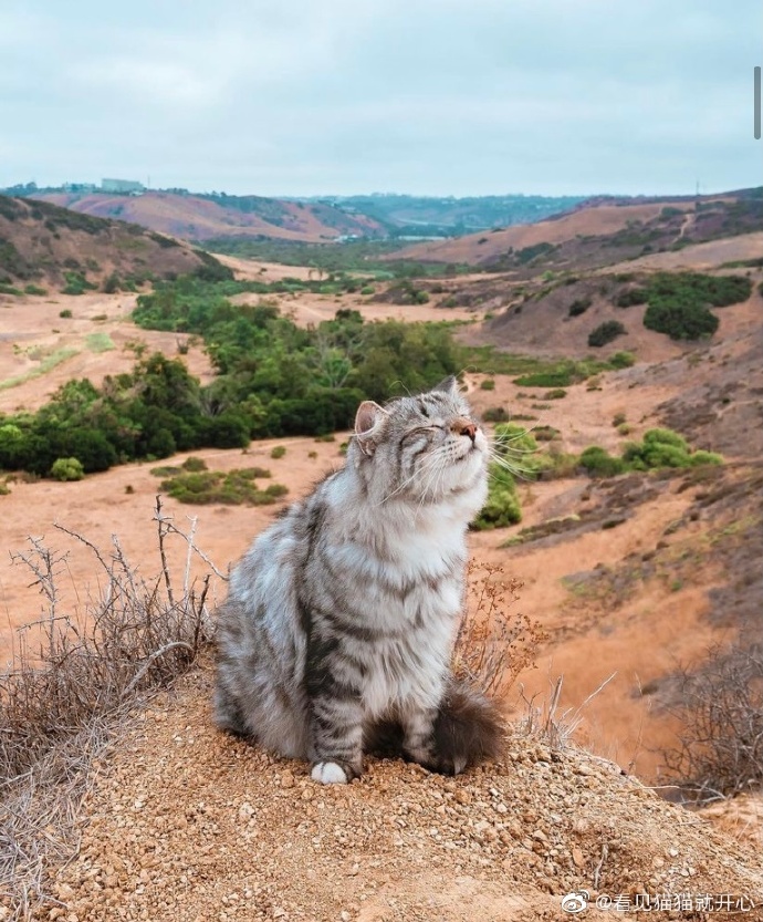 猫图片|宠物猫|猫咪|