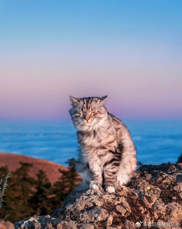 猫图片|宠物猫|猫咪|