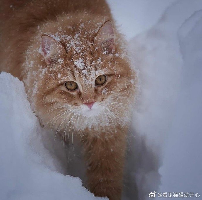 猫图片|宠物猫|猫咪|