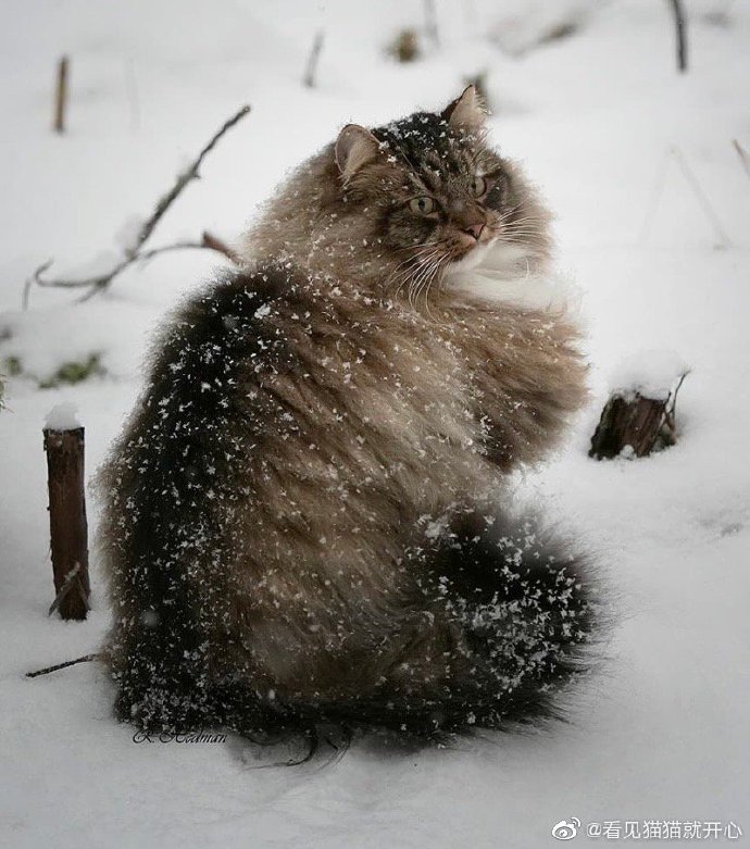 猫图片|宠物猫|猫咪|