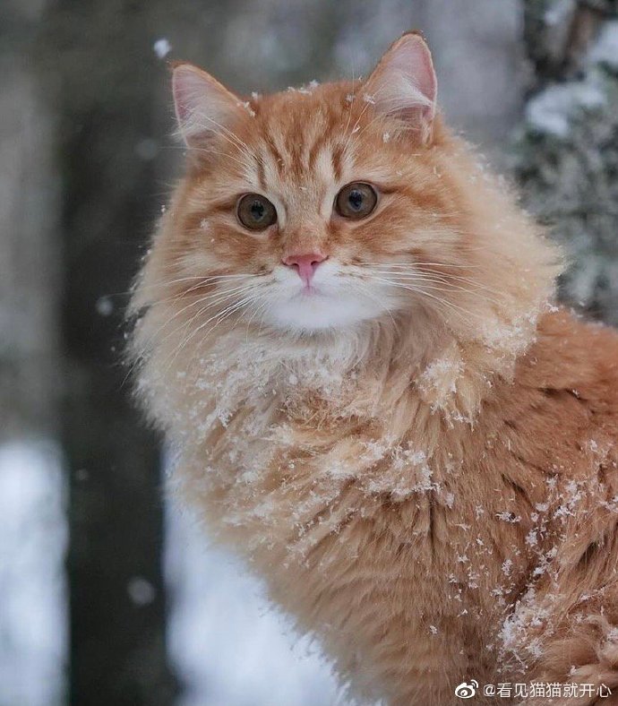 猫图片|宠物猫|猫咪|