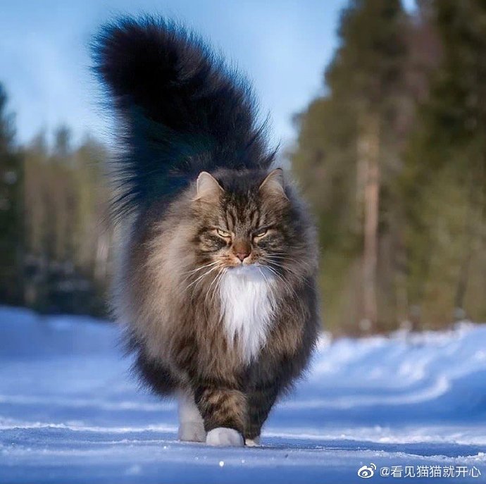 猫图片|宠物猫|猫咪|