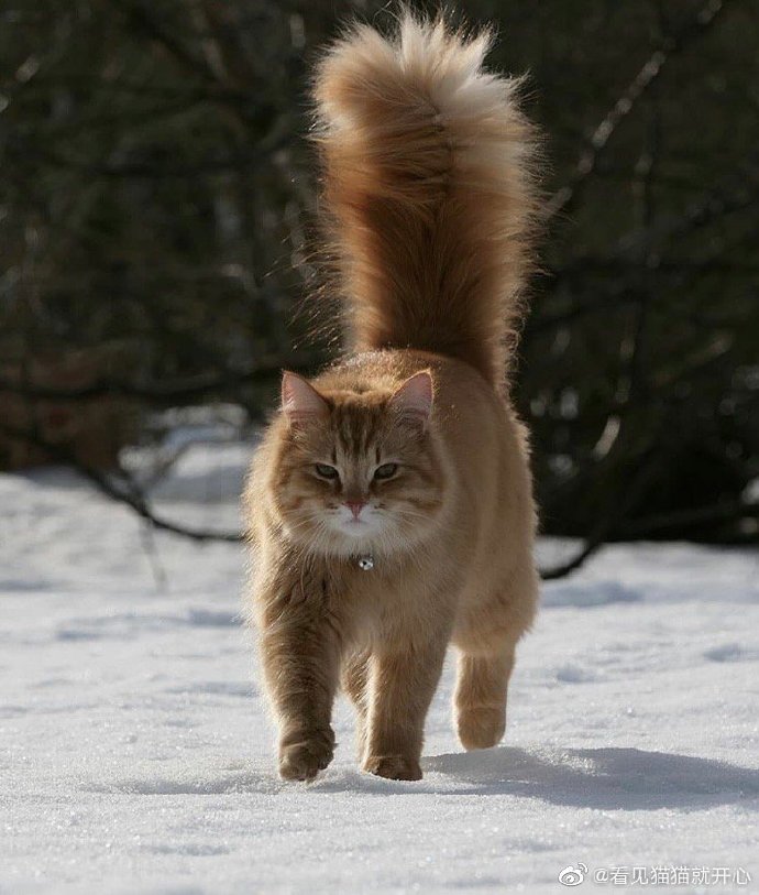 猫图片|宠物猫|猫咪|