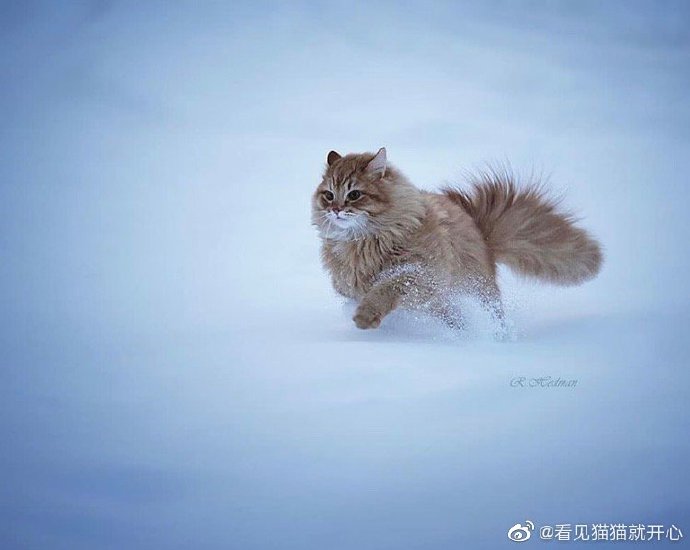 猫图片|宠物猫|猫咪|