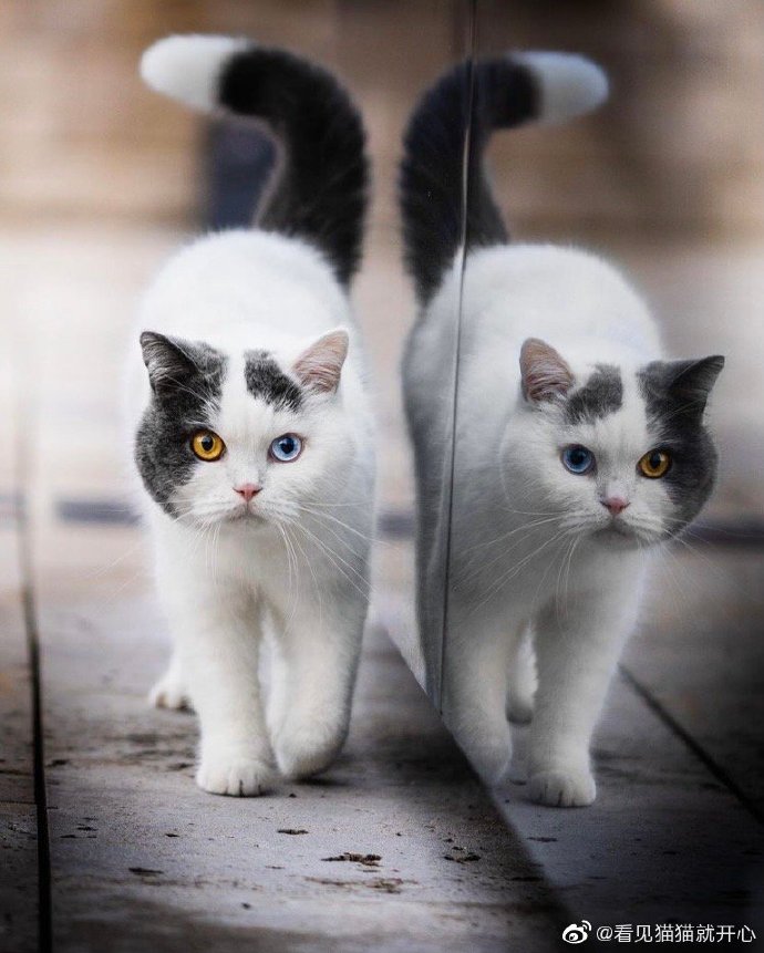 猫图片|宠物猫|猫咪|