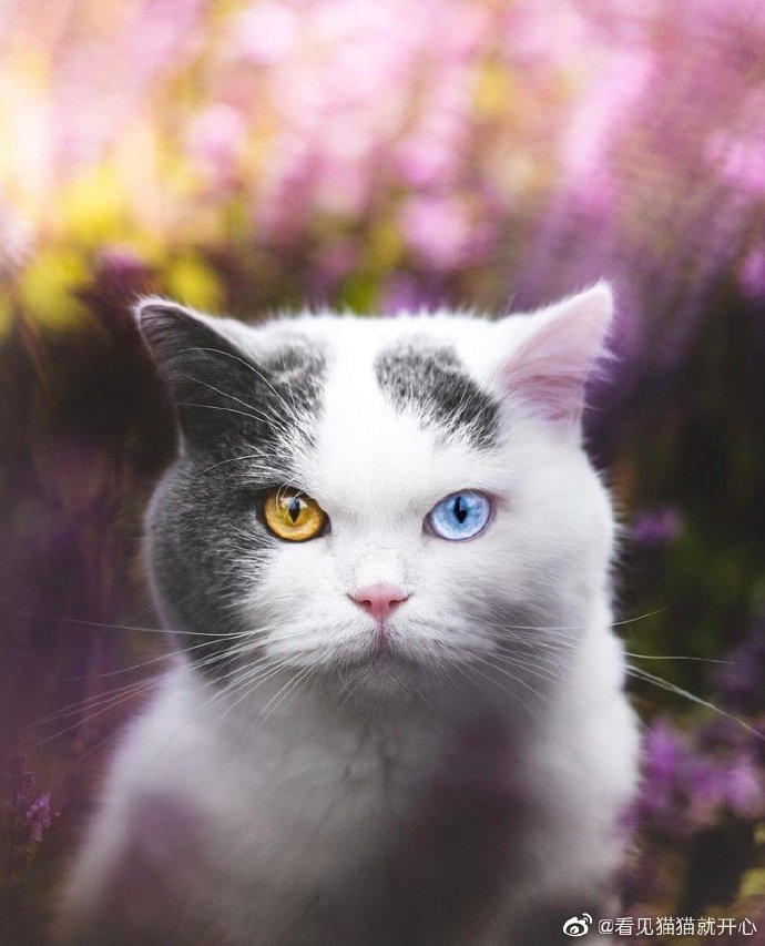 猫图片|宠物猫|猫咪|