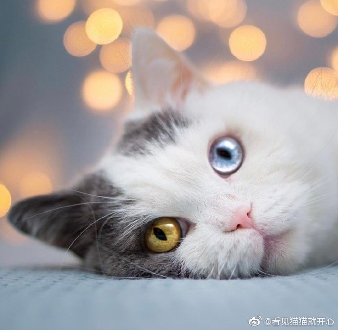 猫图片|宠物猫|猫咪|