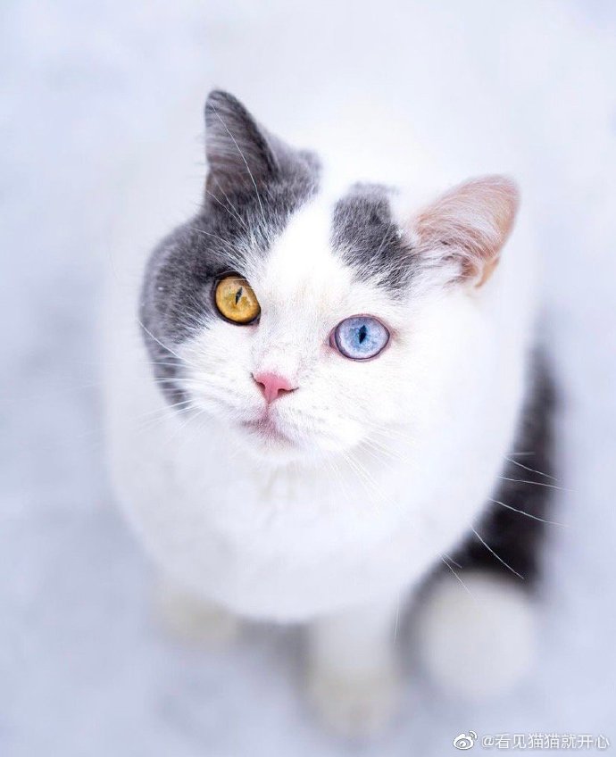 猫图片|宠物猫|猫咪|