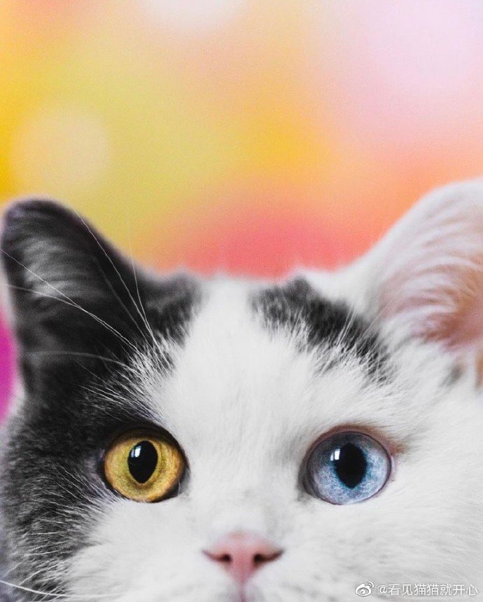 猫图片|宠物猫|猫咪|