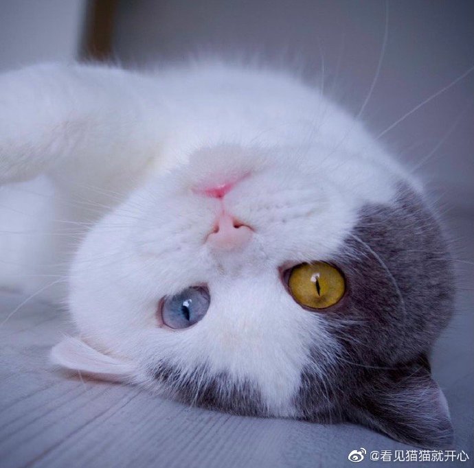 猫图片|宠物猫|猫咪|