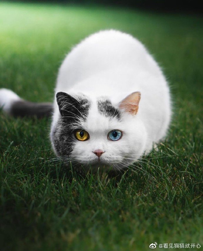 猫图片|宠物猫|猫咪|