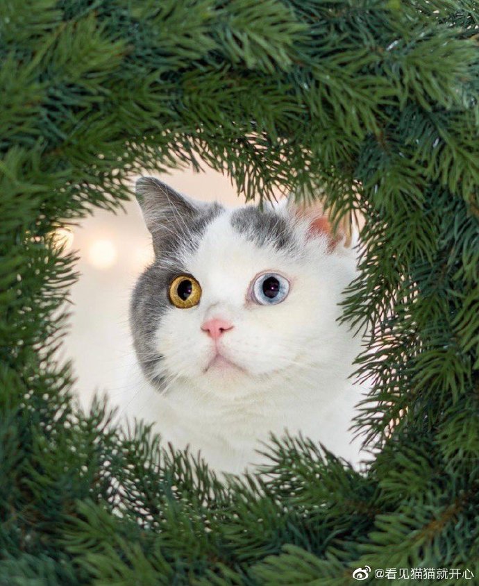 猫图片|宠物猫|猫咪|