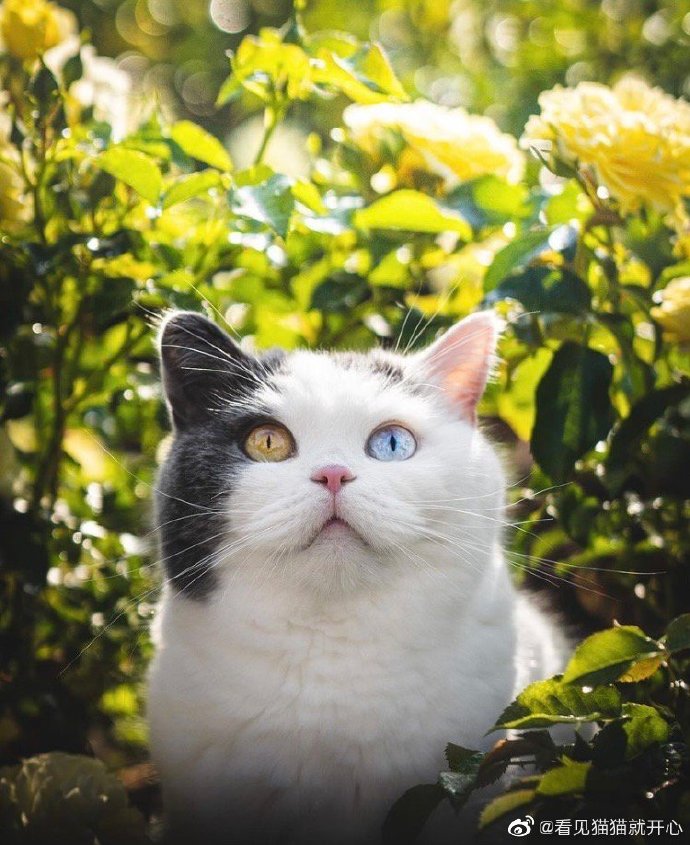 猫图片|宠物猫|猫咪|