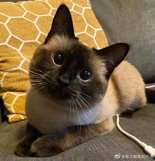 猫图片|宠物猫|猫咪|