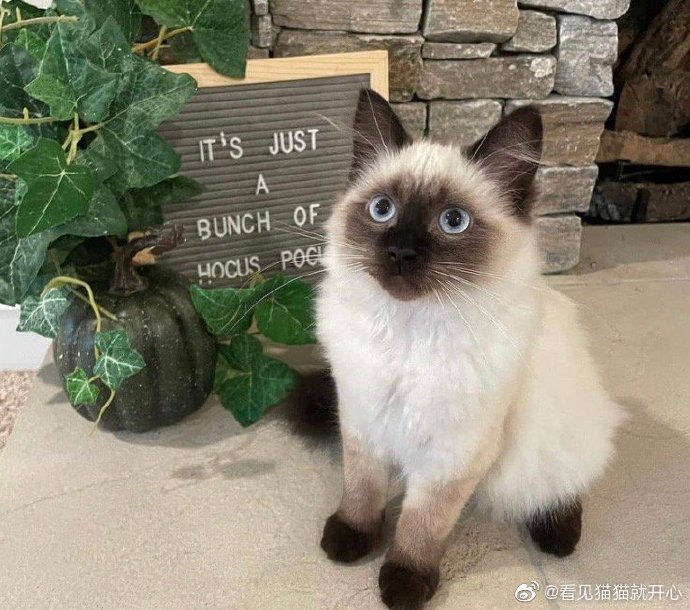 猫图片|宠物猫|猫咪|