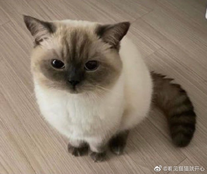猫图片|宠物猫|猫咪|