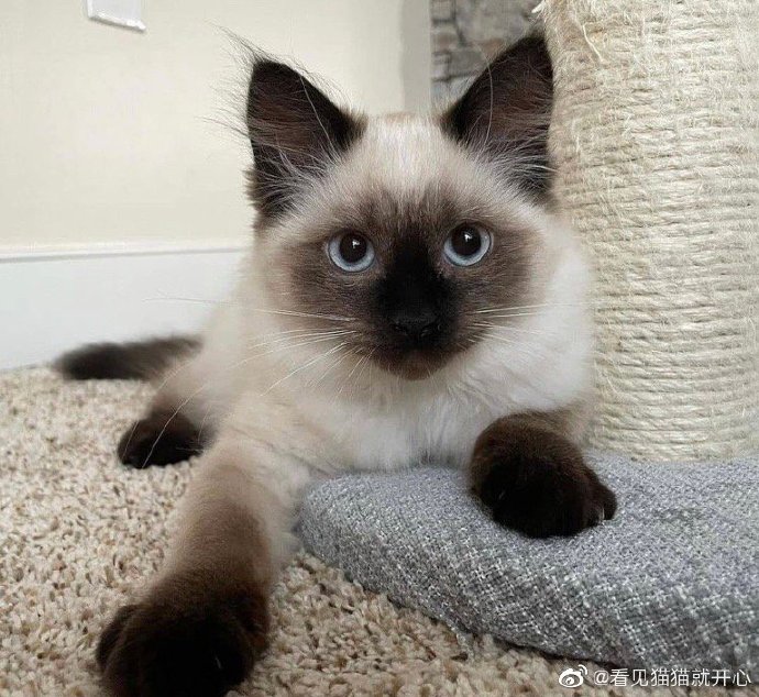 猫图片|宠物猫|猫咪|