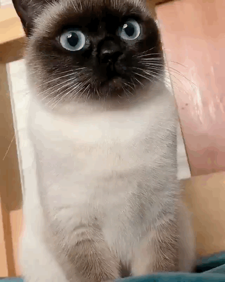 猫图片|宠物猫|猫咪|