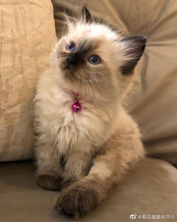 猫图片|宠物猫|猫咪|