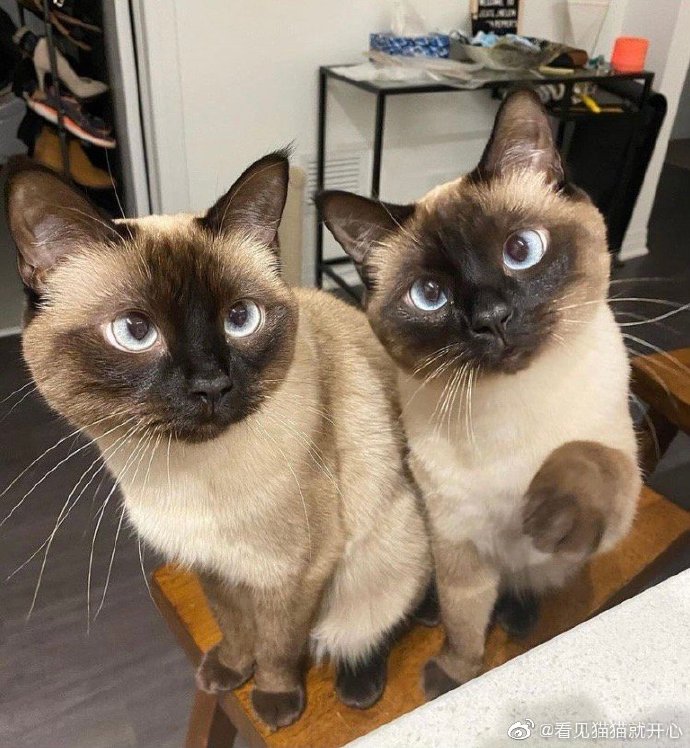 猫图片|宠物猫|猫咪|