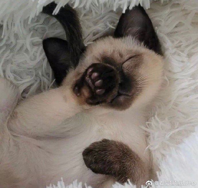 猫图片|宠物猫|猫咪|