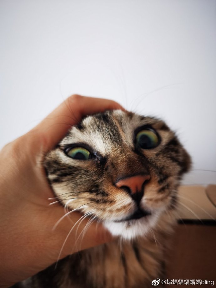 猫图片|宠物猫|猫咪|