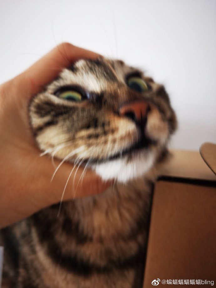 猫图片|宠物猫|猫咪|